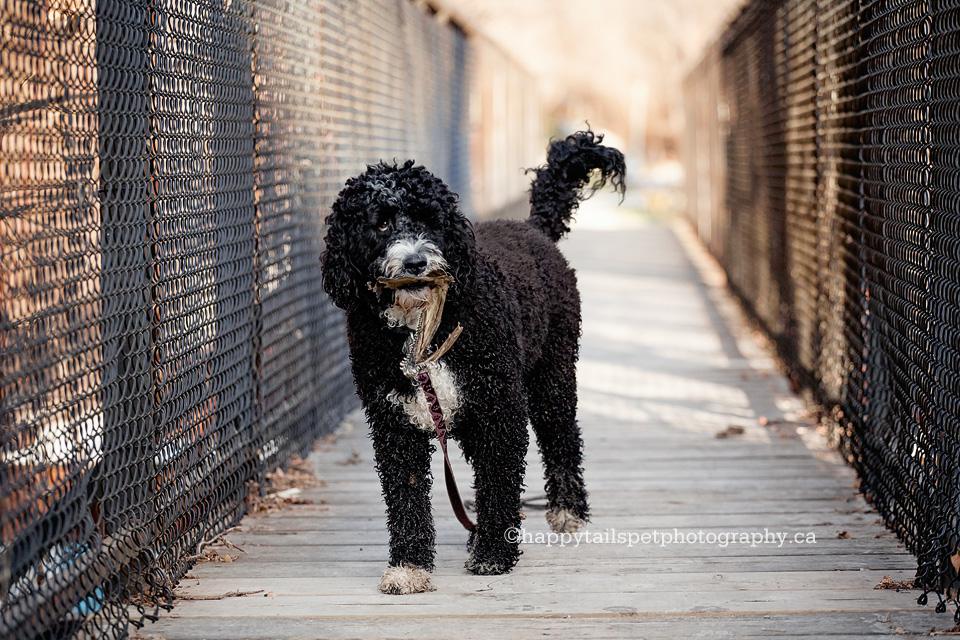 Black and white Portuguese water dog in mischief carrying fish in mouth along Port Credit River, Ontario.