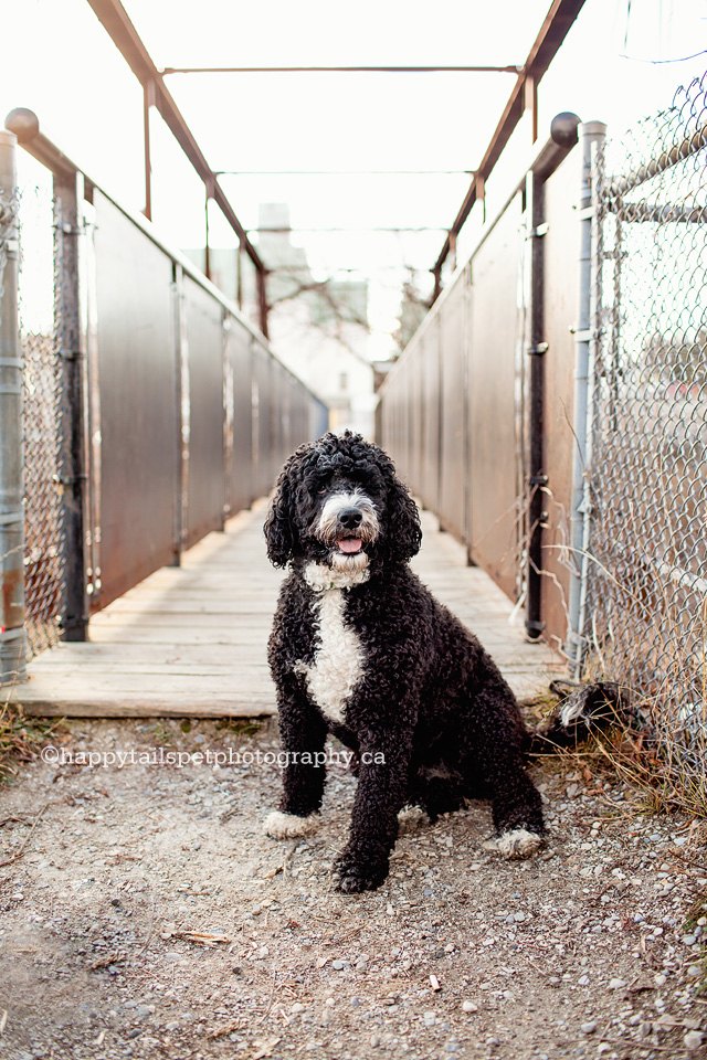 Black and white dog on footbridge in fall in GTA, Ontario.