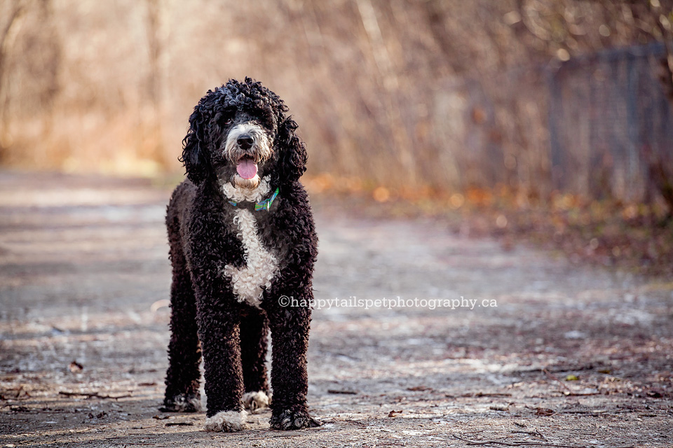 Mississauga, Ontario pet photographer, GTA dog photography.