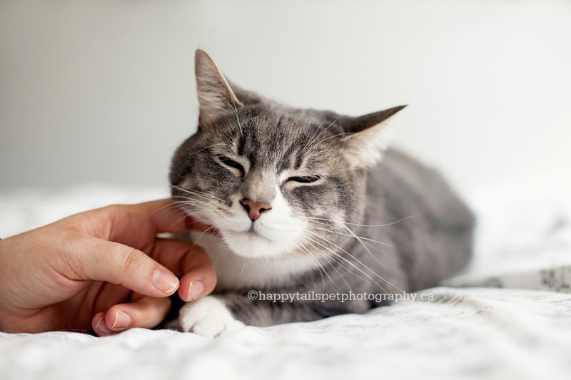 Owner gives Ontario rescue cat a chin scratch and affection.