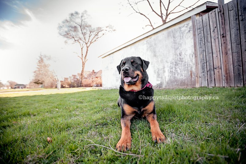 Shelter pets find a home in Ontario by Hamilton dog photographer.