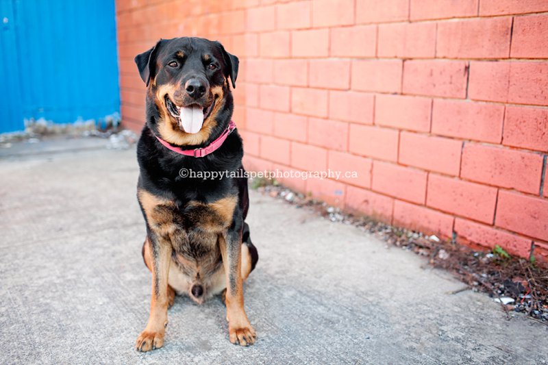 Rescue dog finds a home in Hamilton.