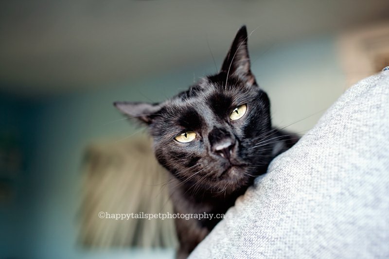 Black rescue cat with attitude looks over owner's shoulder at home pet photography session.