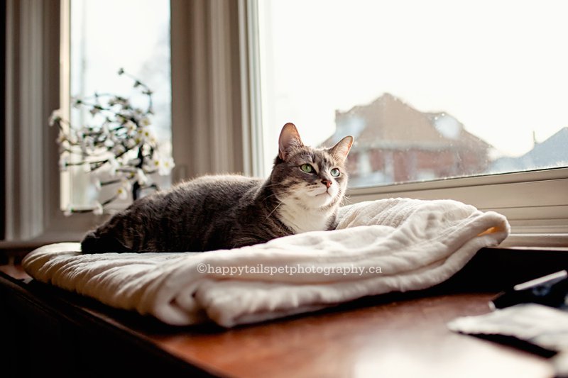 Clean and simple cat portrait of cat in natural window light..