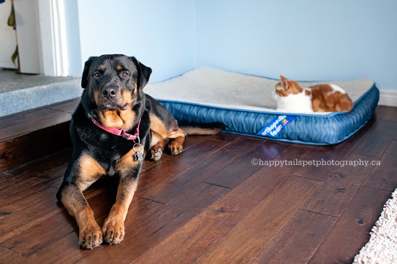 Cats stealing dog beds in Ontario.