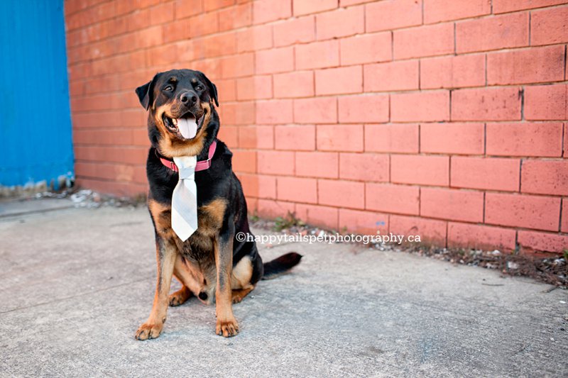 Dog photography of black and tan dog wearing a tie in urban colourful setting in Hamilton.