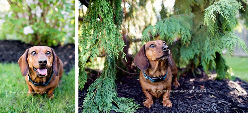 Beautiful backyard pet photos in southern Ontario by Happy Tails Pet Photography.