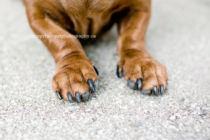 Cute dachshund paws, dog details photo.