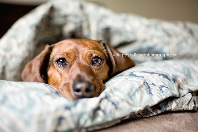 Wiener dog snuggles in blankets in bedroom by Mississauga dog photographer.