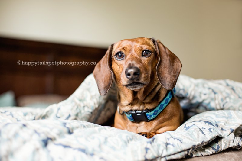 Pet photography with personality using natural light in Ontario.