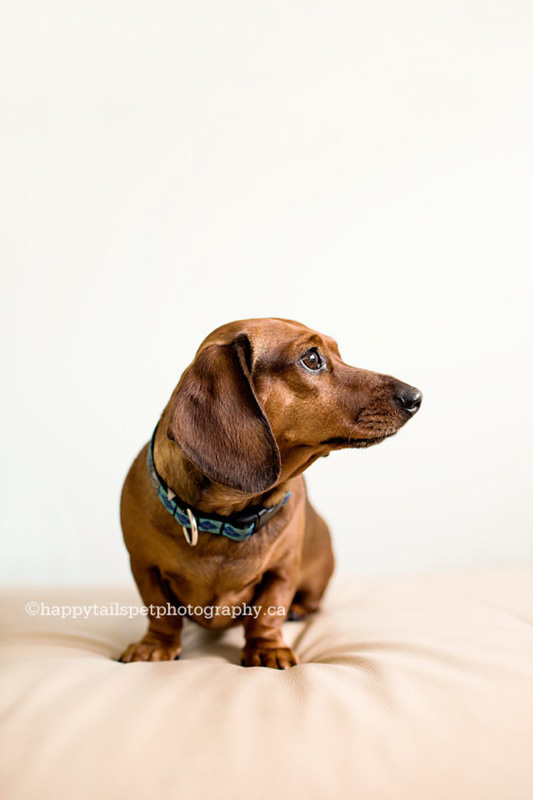 Natural and candid pet portraits on location in your home in Ontario.