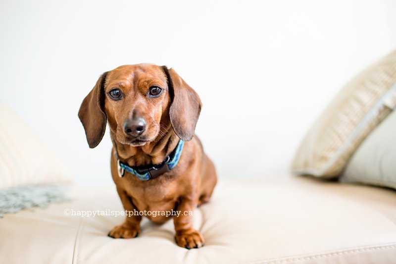 In home and backyard pet photography in Mississauga, GTA, Oakville and Burlington.