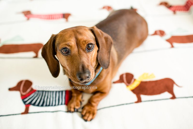 Dachshund pet portrait on cute blanket using natural light in the GTA.