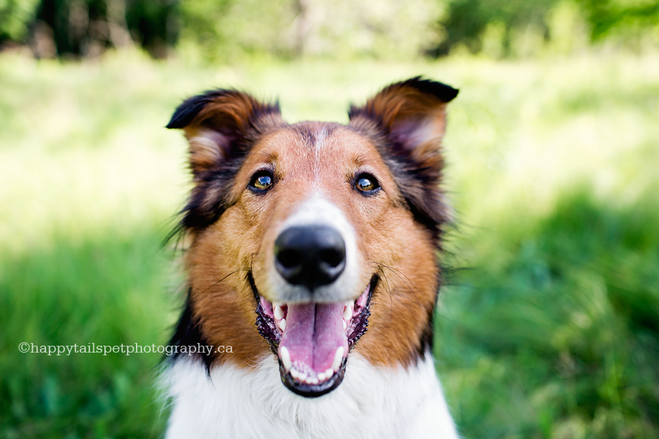 Happy dog at the University of Guelph arboretum by Guelph pet photographer.