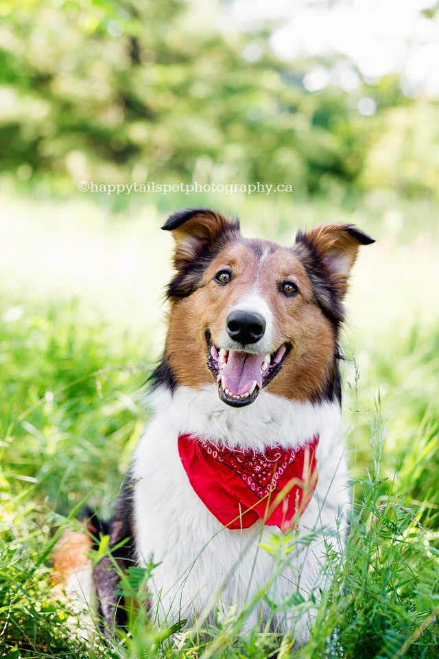 Natural outdoor pet photography by Guelph dog photographer.