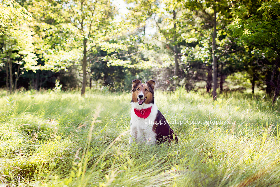 Beautiful, colourful and candid Guelph dog photography at arboretum.