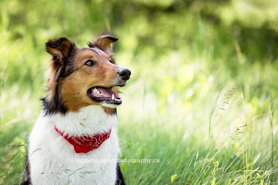 Pet portrait outside at natural Guelph greenspace in Ontario.