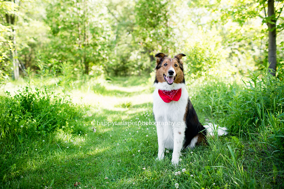 Happy dog in summer at University of Guelph arboretum.