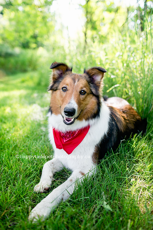 Pet photography with personality in Guelph.