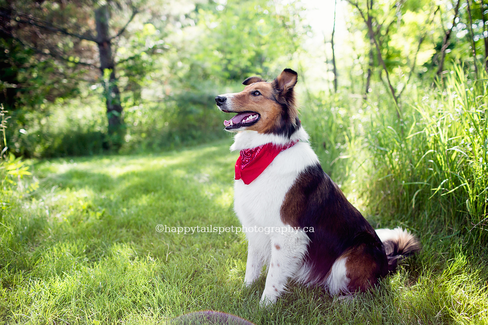 Remember your dog with custom pet photography in Guelph, Ontario.