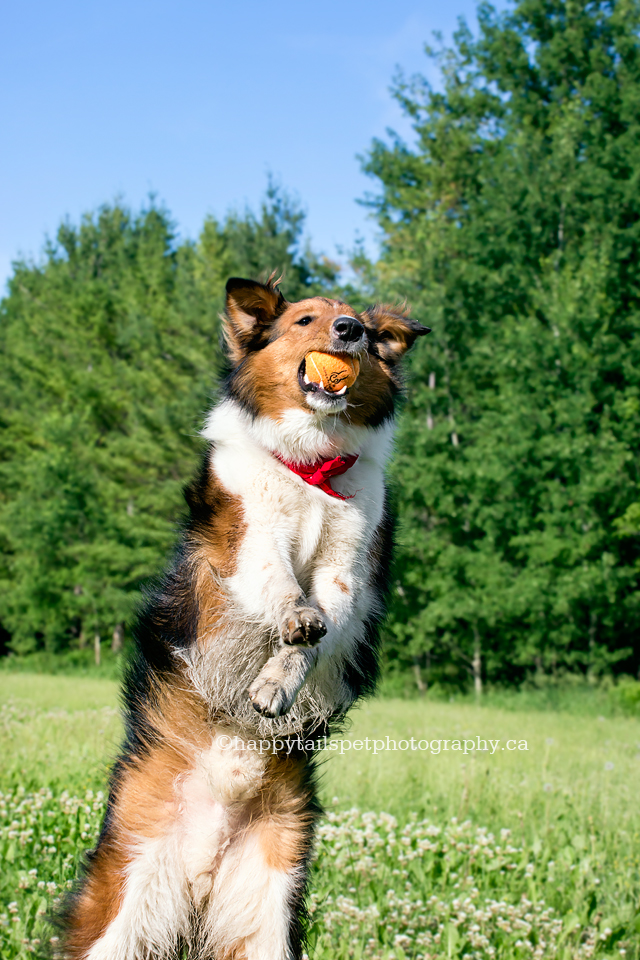 Playful pet photography of dog jumping to catch ball in green field.