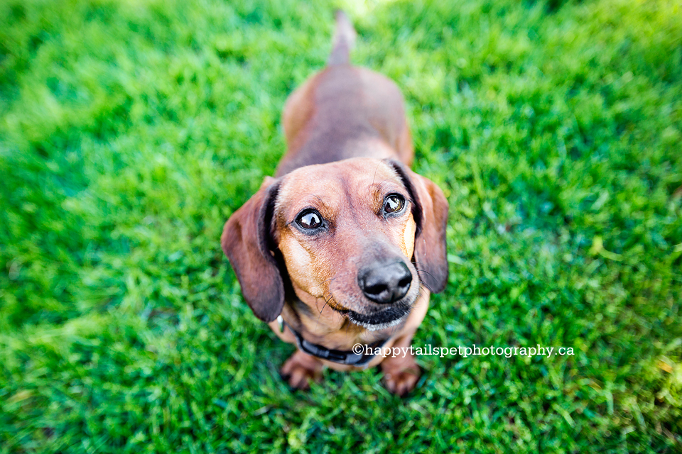 Mississauga pet photography outdoors, natural setting with happy wiener dog.