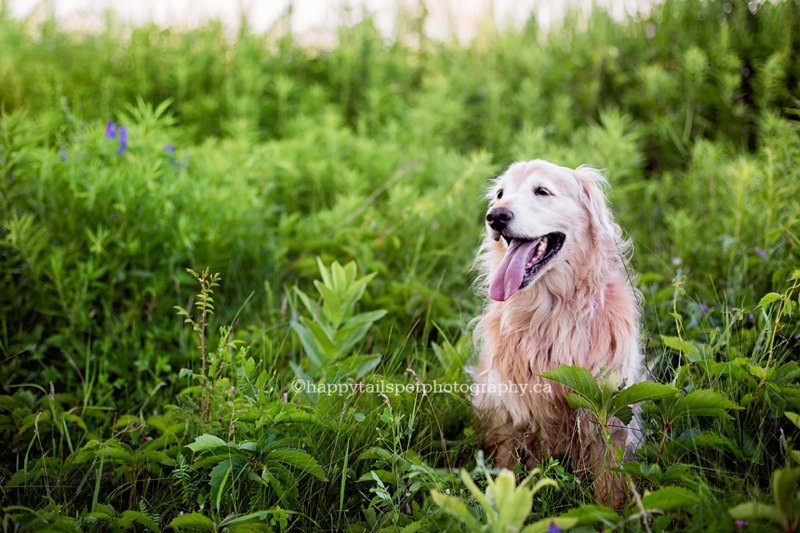 Chloe the golden retriever loved by Happy Tails Pet Photography.