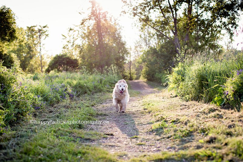 Happy golden retriever running in Ontario provincial park.