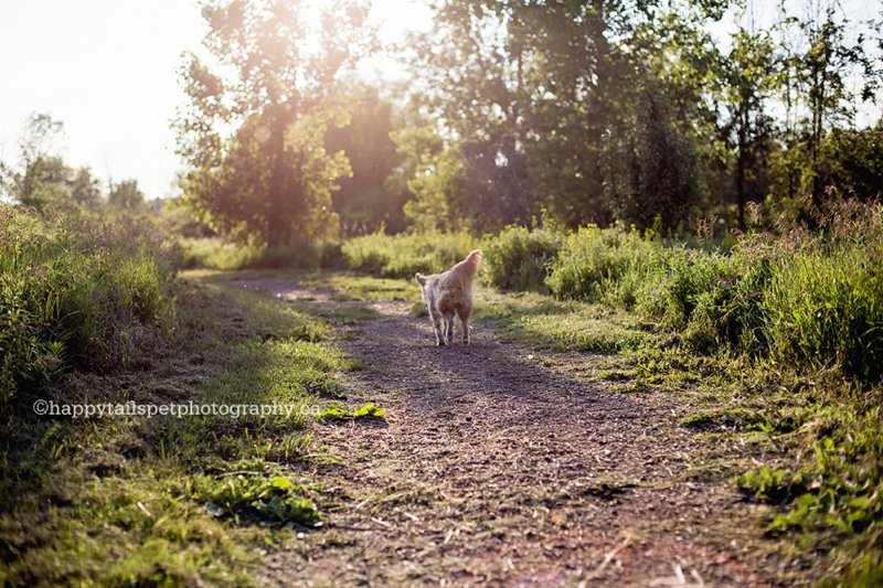 Golden retriever dog runs down nature trail in natural conservation area for outdoor dog photography session in Ontario.