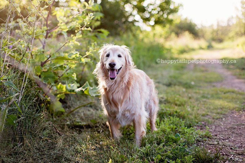 Burlington senior dog photographer, natural and candid Ontario pet portraits.