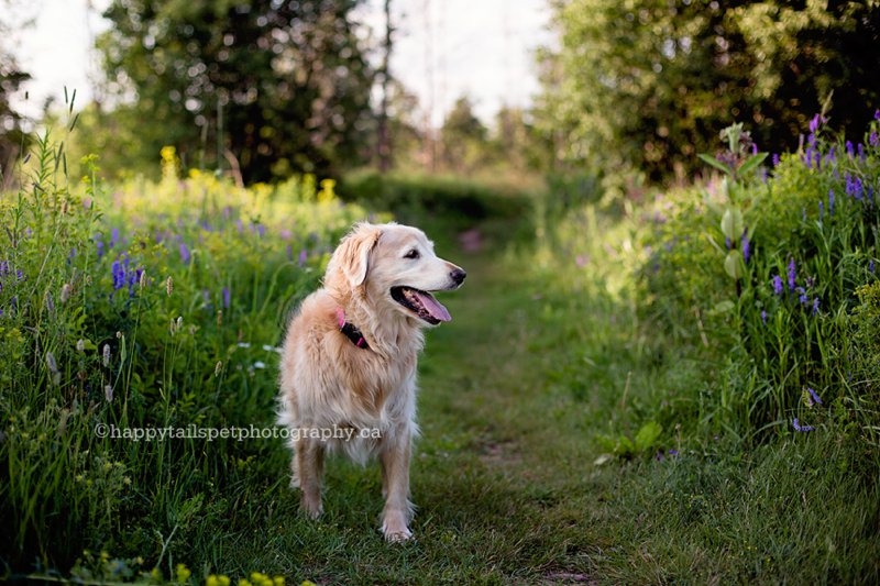 Burlington senior dog photographer, photo.