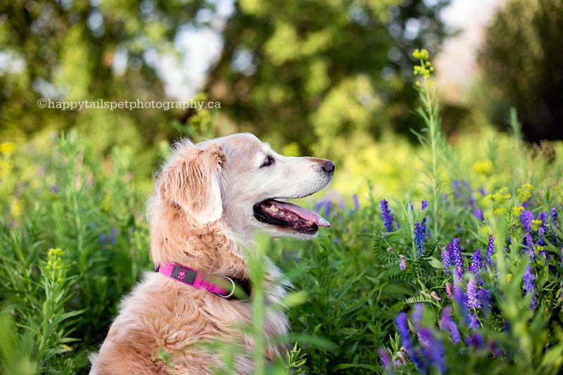 Golden retriever dog turns 10 and has birthday photos taken at favourite park.