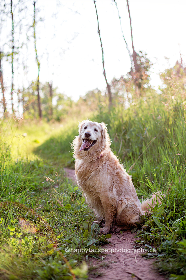 Pet photography in Burlington, Oakville, Hamilton and GTA. Modern, natural dog photographer.