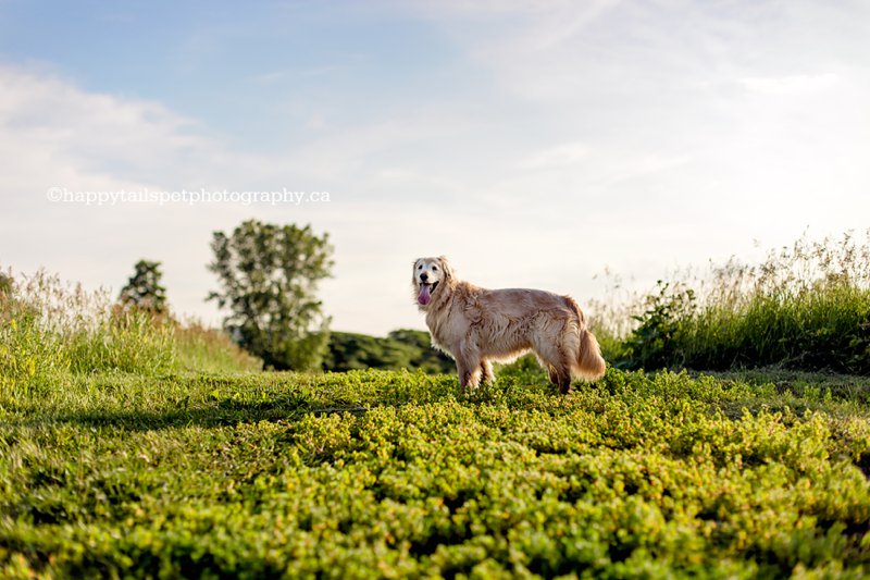 Golden retriever dog at golden hour in Halton region.