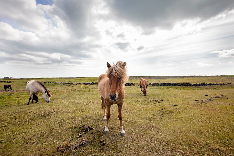 Wild icelandic horses under dramatic sky.