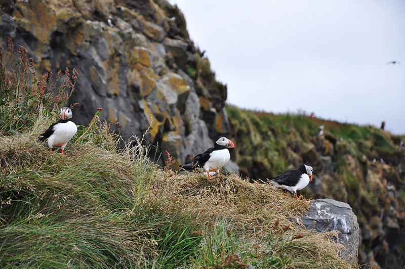 Puffins at Dyrholaey, Iceland.