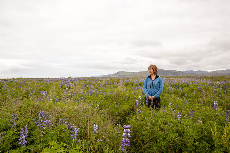 Lupine fields east of Vik, Iceland.