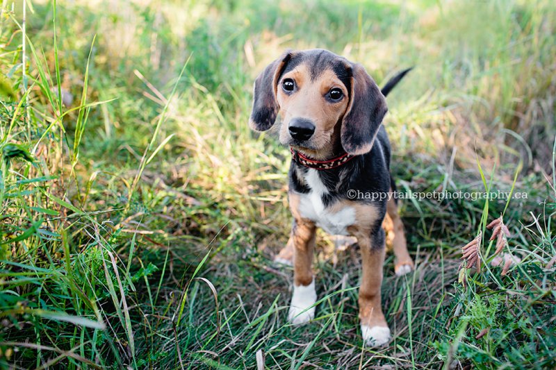 Best pet photography for your furry friends in Ontario