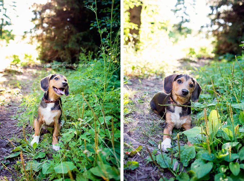 Small dog in the woods, candid, natural dog images.