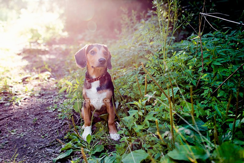 Artistic dog photography for lifetime memories on Burlington trail.