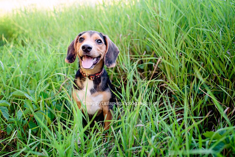 Modern, outdoor Ontario pet photography in Burlington, Oakville and the GTA.