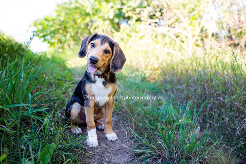 Cute and happy puppy smiles for the camera at his pet portrait setting at Bronte Provincial Park in southern Ontario.