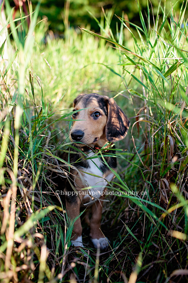 A beagle puppy hides in the tall grass during pet photography at Bronte Creek Provincial Park for Ontario dog photography session.