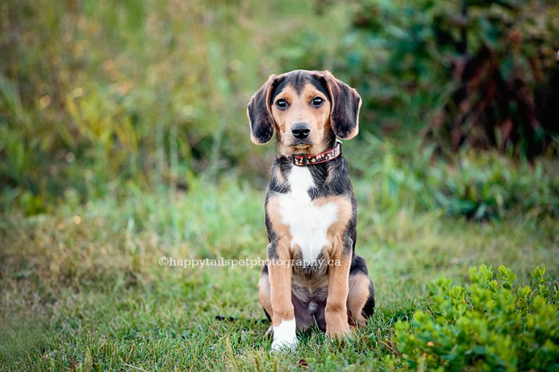 Natural candid dog photography by modern Ontario pet photographer