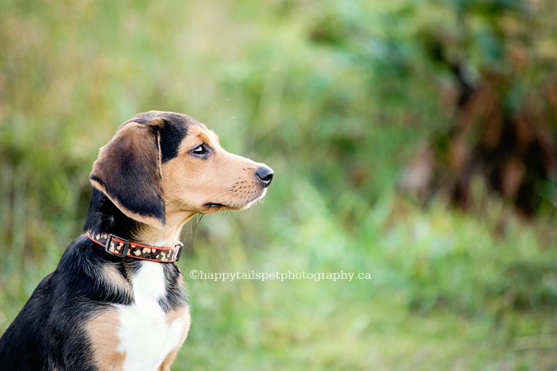 Profile of a young black and tan beagle in Ontario provincial park.