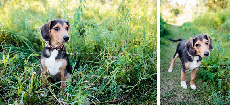 Beagle puppy in field at Bronte Creek Provincial Park.