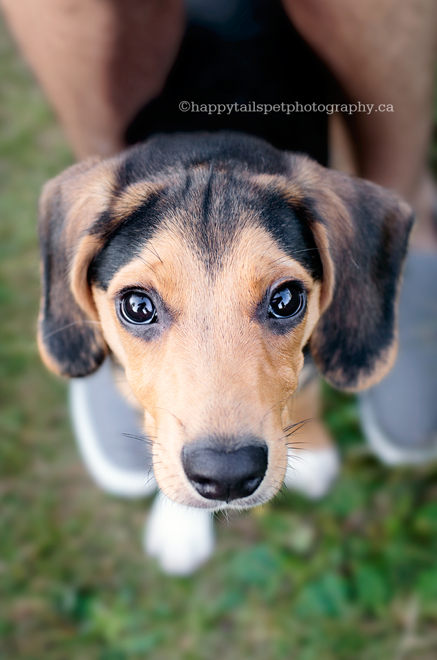 Brown puppy dog eyes look up at Ontario dog photographer from the safety of his owner's legs.