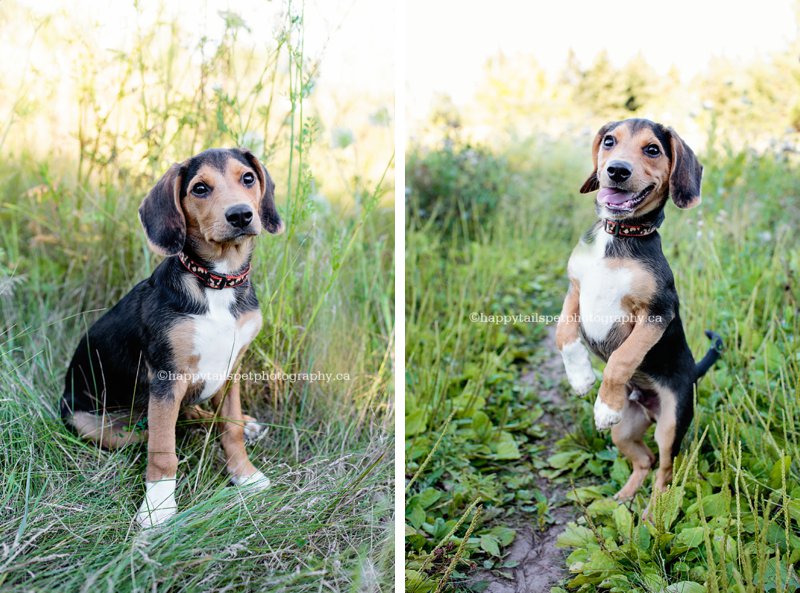 Playful pet photography with personality in Toronto, Burlington and Oakville.