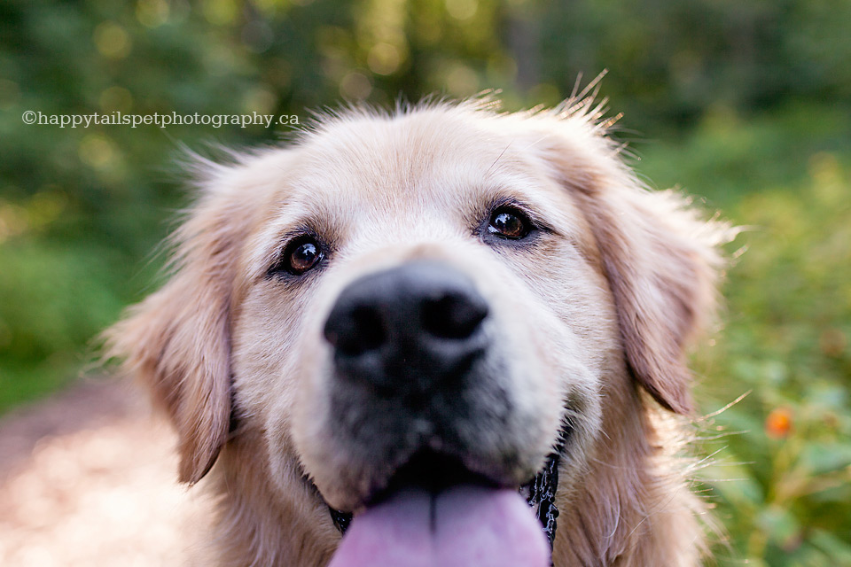 Close up portrait of golden retriever, funny dog photography.