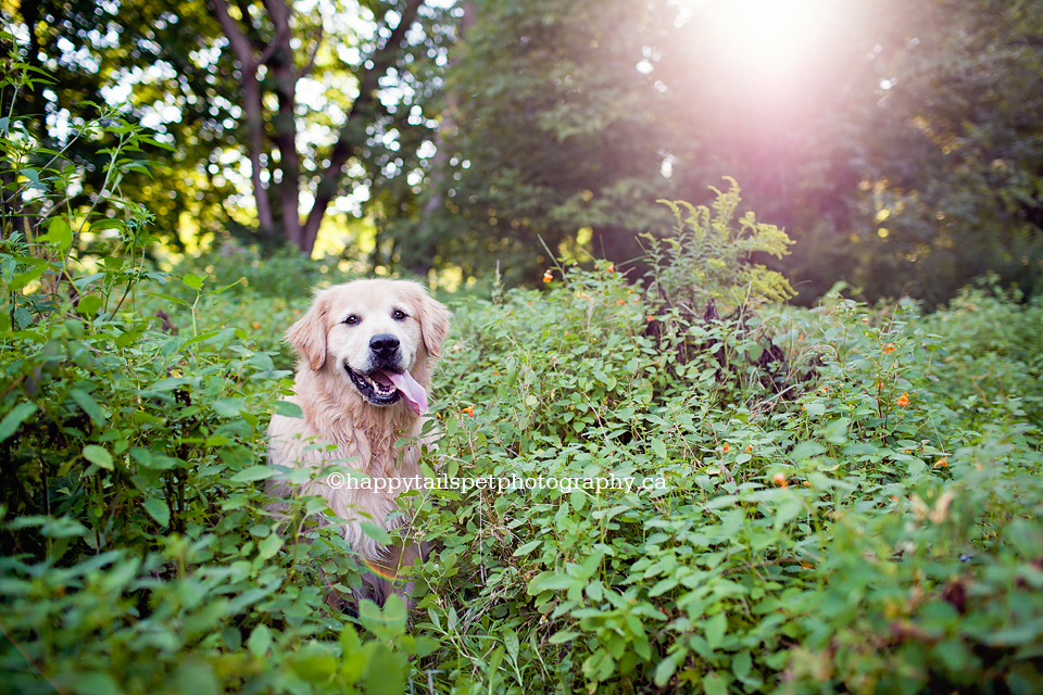 Beautiful dog photography of golden retriever in tall grass and flowers outdoors in Burlington park.